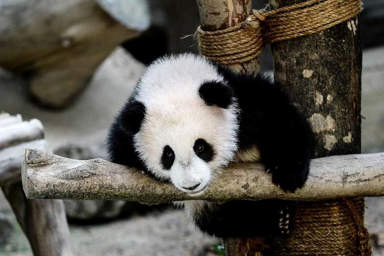 Say "Bye Bye" to Beloved Panda At Zoo Negara As Nuan Nuan May Be Going Back China Next Year - World Of Buzz