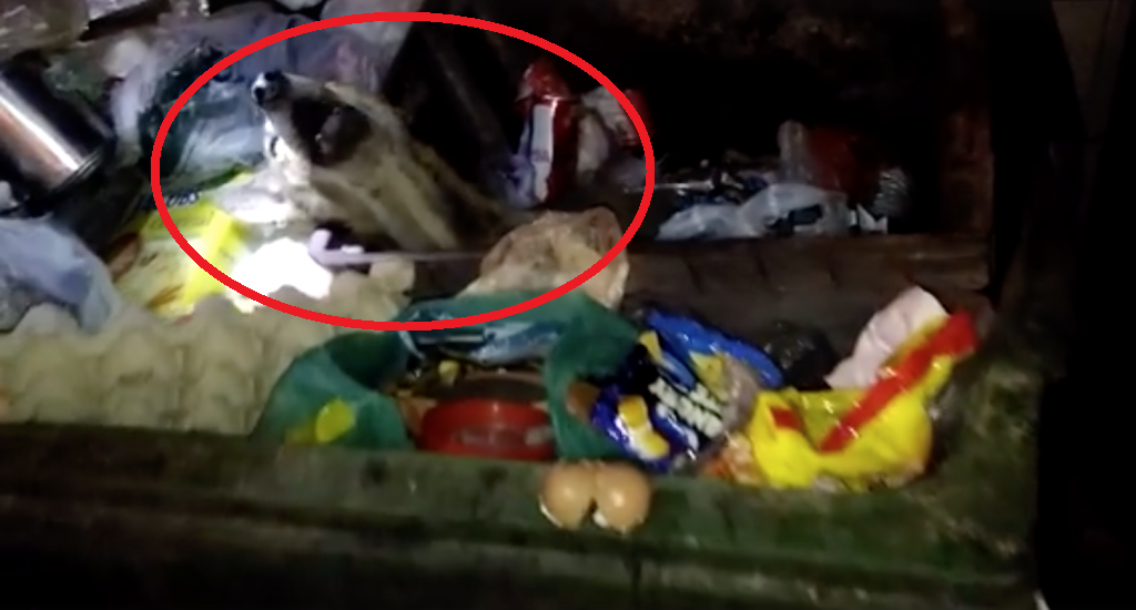 Shocking Act Of Cruelty As Old Dog Found Whimpering In Pain As He's Left Abandoned For Good In Dumpsters In Sabah - World Of Buzz 1