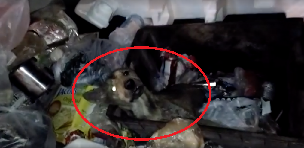 Shocking Act Of Cruelty As Old Dog Found Whimpering In Pain As He's Left Abandoned For Good In Dumpsters In Sabah - World Of Buzz