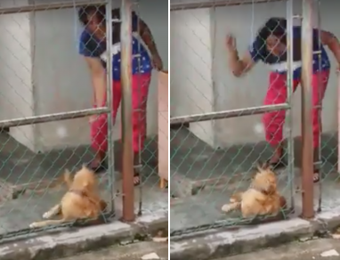 Viral Video Captures Woman In Johor Using Rotan On Her Dog As It Whimpers In Pain - World Of Buzz 5