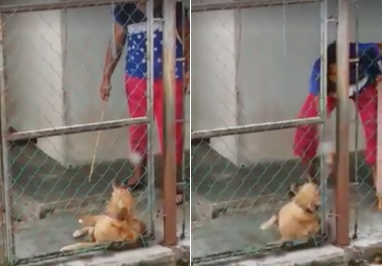 Viral Video Captures Woman In Johor Using Rotan On Her Dog As It Whimpers In Pain - World Of Buzz 6