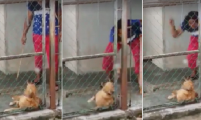 Viral Video Captures Woman In Johor Using Rotan On Her Dog As It Whimpers In Pain - World Of Buzz 7