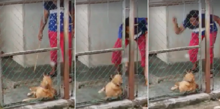 Viral Video Captures Woman In Johor Using Rotan On Her Dog As It Whimpers In Pain - World Of Buzz 7