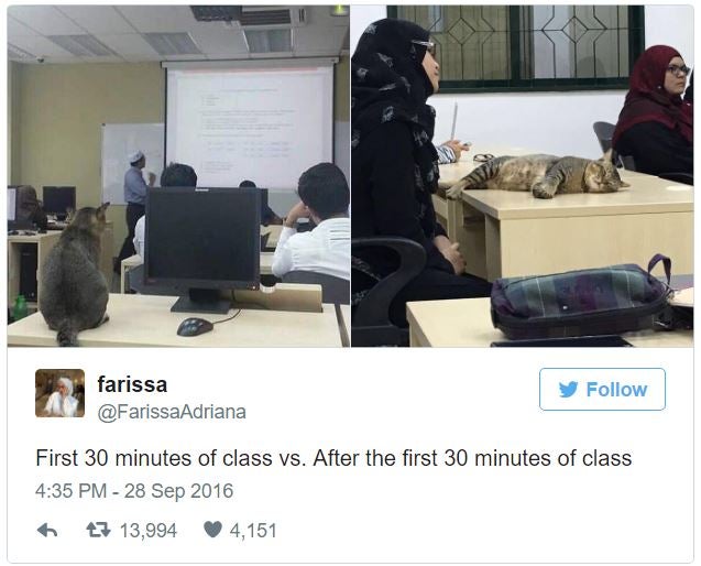 Cat Randomly Joins A Class in Malaysian University and It Quickly Went Viral - World Of Buzz 1