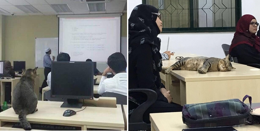 Cat Randomly Joins A Class In Malaysian University And It Quickly Went Viral - World Of Buzz 3