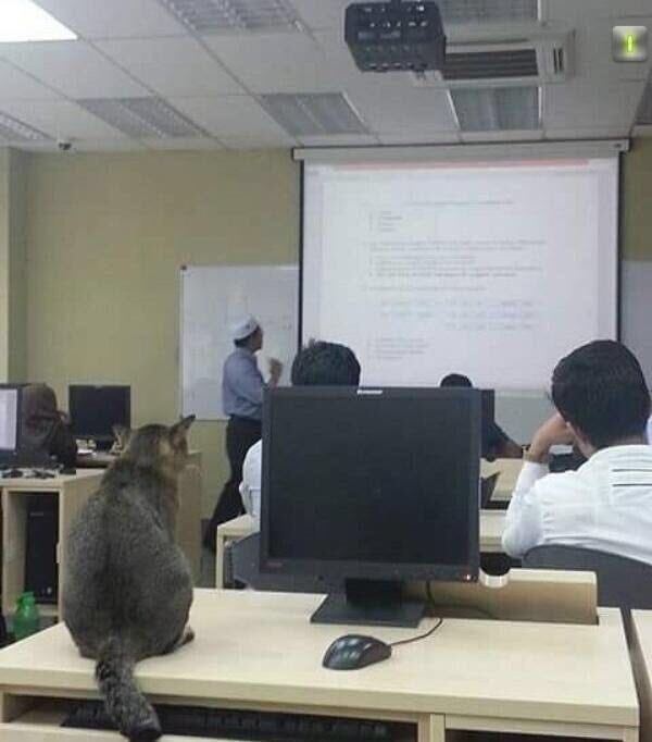 Cat Randomly Joins A Class In Malaysian University And It Quickly Went Viral - World Of Buzz