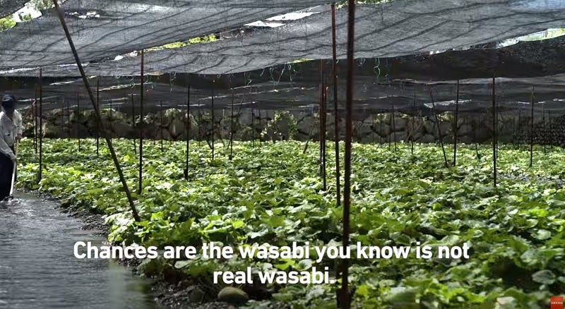 Have You Had Wasabi? Well Its Likely What You Had Isn't Really Wasabi! - World Of Buzz 4