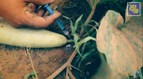 Outrageous Video Shows How Indian Farmers Dye And Inject Vegetables To Make Them Look 'Bigger And Fresher' - World Of Buzz 2