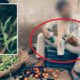 Outrageous Video Shows How Indian Farmers Dye And Inject Vegetables To Make Them Look 'Bigger And Fresher' - World Of Buzz 7