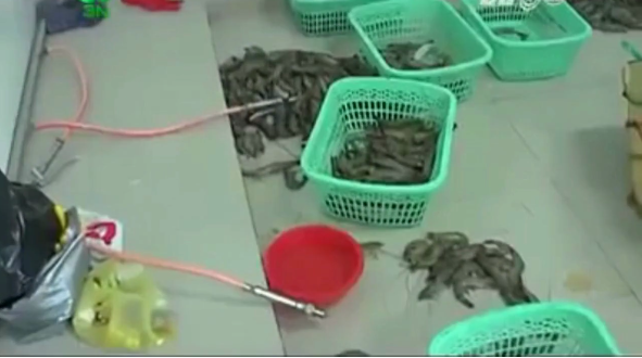 The Ugly Truth Behind Vietnamese Prawn Traders, You Might Wanna Stop Buying Prawns After Seeing This - World Of Buzz 2