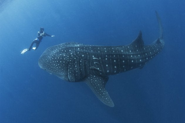 A Whale Shark At The Shores Of Malacca?! - World Of Buzz 3