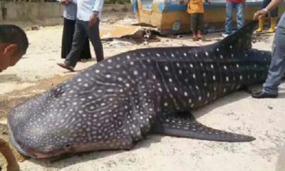 A Whale Shark At The Shores Of Malacca?! - World Of Buzz 4