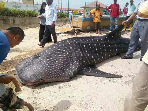 A Whale Shark At The Shores Of Malacca?! - World Of Buzz