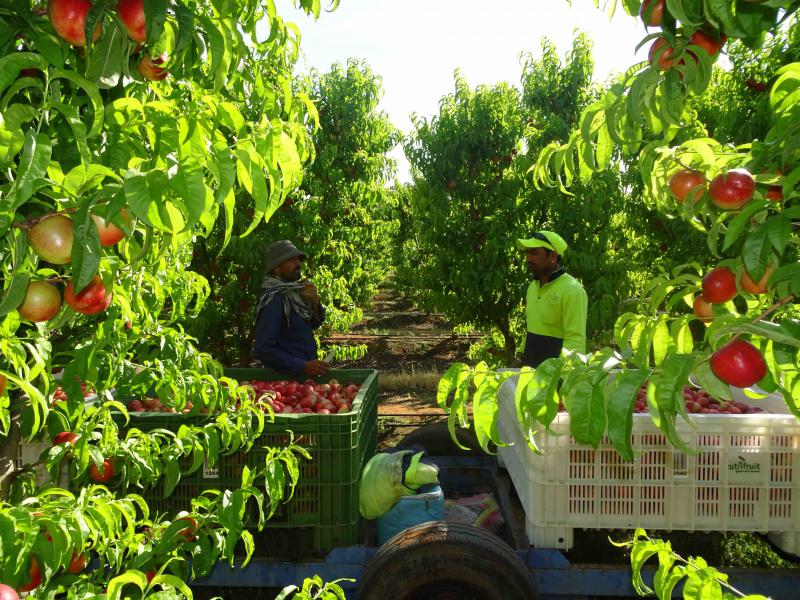 Australian Farms Use Illegal Immigrant Workers, Many Malaysians Usually Hired - World Of Buzz 3