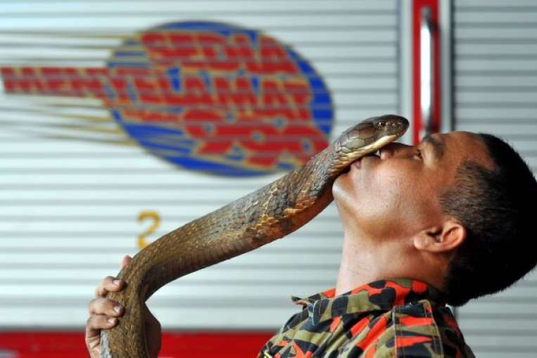 Malaysian Man Falsely Accused Of Marrying Pet Snake By International News Portals - World Of Buzz 11