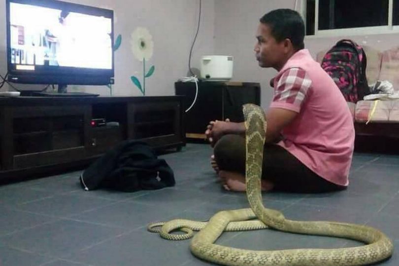 Malaysian Man Falsely Accused Of Marrying Pet Snake By International News Portals - World Of Buzz