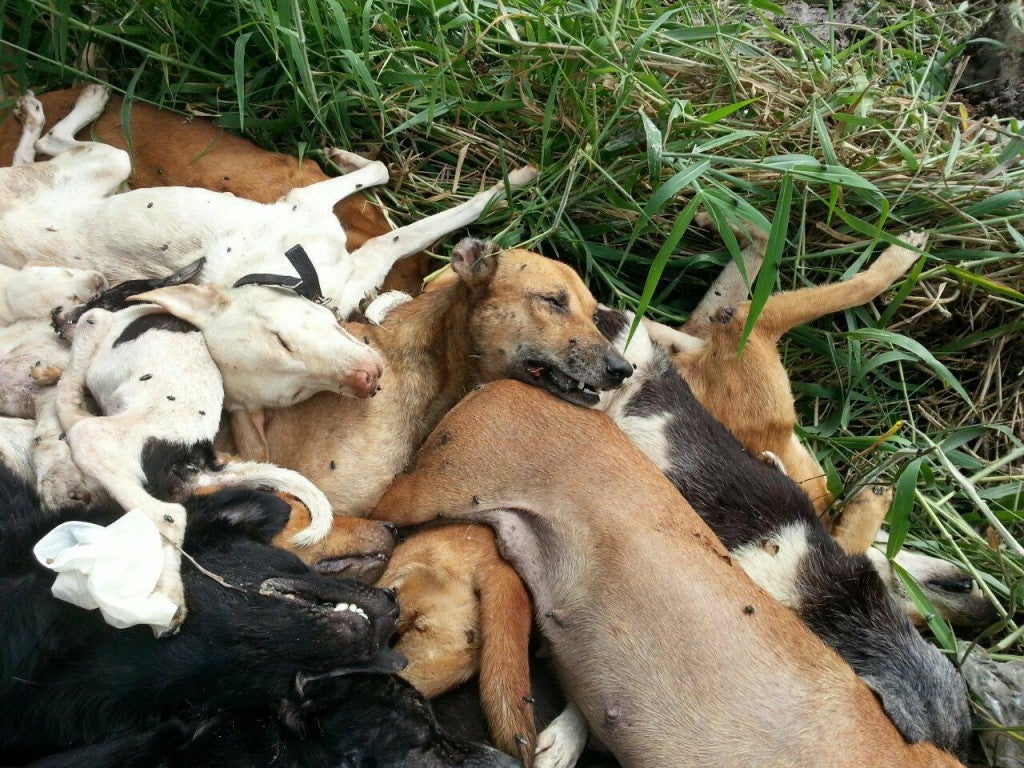 MPKS Allegedly Strangled Stray Dogs To Death, Denies Doing So When Confronted By MIAR - World Of Buzz 2