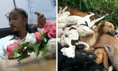 Mpks Allegedly Strangled Stray Dogs To Death, Denies Doing So When Confronted By Miar - World Of Buzz 3