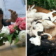 Mpks Allegedly Strangled Stray Dogs To Death, Denies Doing So When Confronted By Miar - World Of Buzz 3