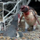 Penguin Comes Home To Find Wife Cheating With Another Male, Starts Bloodbath - World Of Buzz