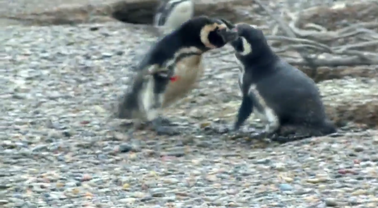 Penguin Comes Home To Find Wife With Another Male, Engages In Bloody Battle - World Of Buzz 1