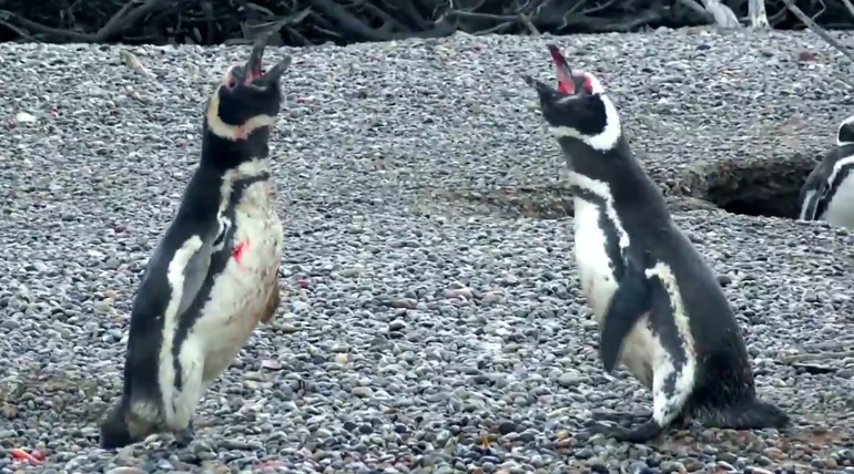 Penguin Comes Home To Find Wife With Another Male, Engages In Bloody Battle - World Of Buzz 2