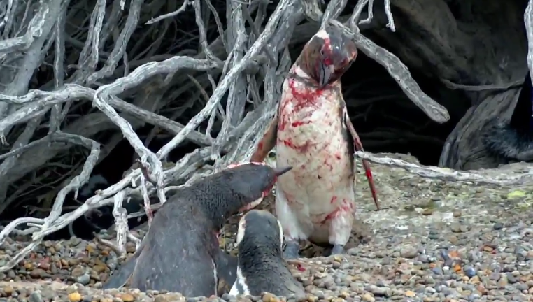 Penguin Comes Home To Find Wife With Another Male, Engages in Bloody Battle - World Of Buzz 5
