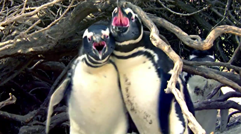 Penguin Comes Home To Find Wife With Another Male, Engages in Bloody Battle - World Of Buzz