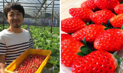 A Japanese Farmer Is Growing The Sweetest Strawberries Right Here In Cameron Highlands - World Of Buzz 1