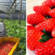 A Japanese Farmer Is Growing The Sweetest Strawberries Right Here In Cameron Highlands - World Of Buzz 1
