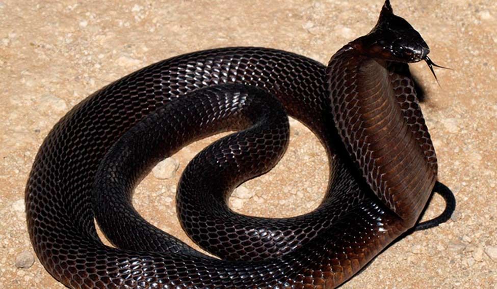 Indian Woman Died From Cobra-Bite, Comes Back To Live After 40 Years - World Of Buzz 3