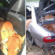 Malaysian Thieves Tries To Steal Two Cows By Shoving Them Into Perodua Car! - World Of Buzz