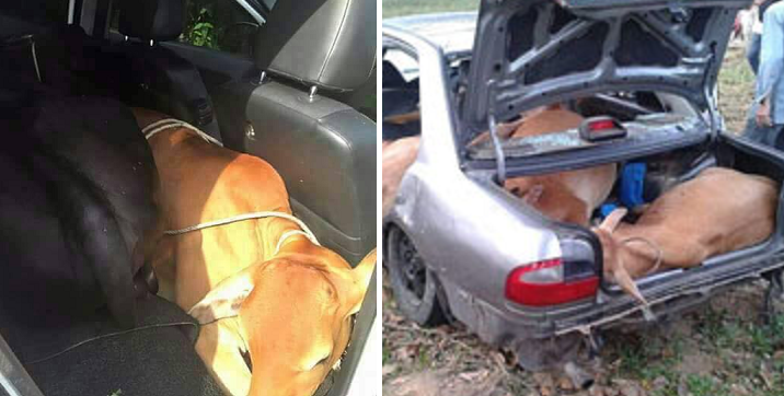Malaysian Thieves Tries To Steal Two Cows By Shoving Them Into Perodua Car! - World Of Buzz