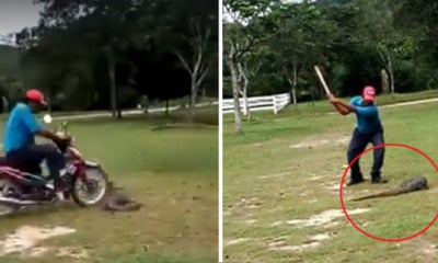 Netizens Enraged By Malaysian Man Mercilessly Running Over And Torturing Monitor Lizard - World Of Buzz