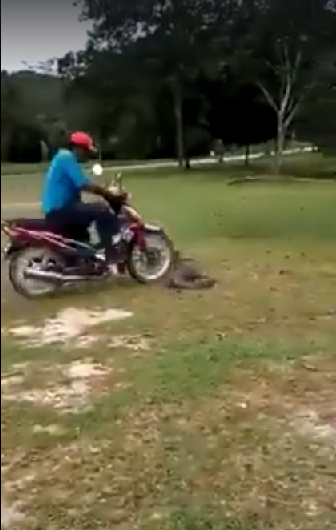 Netizens Enraged Over Video Of A Man Purposely Run Over Monitor Lizard With His Motorcycle - World Of Buzz