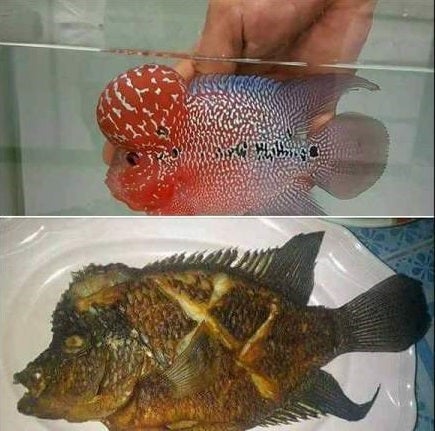 Newly Employed Indon Maid Takes Instruction Too Literally, Fried Employer's Pet Luohan Fish - World Of Buzz 3