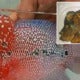 Newly Employed Indon Maid Takes Instruction Too Literally, Fried Employer'S Pet Luohan Fish - World Of Buzz 5