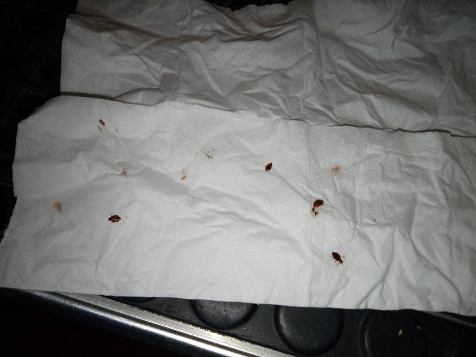 Passengers Suffered Bites From Bed Bugs For 8 Hours On Express Bus From Kl To S'pore - World Of Buzz 2