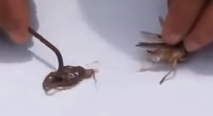 Thai Woman Cautions Public For Eating Fried Insects That May Contain Parasite - World Of Buzz 3