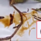 Thai Woman Cautions Public For Eating Fried Insects That May Contain Parasite - World Of Buzz 7