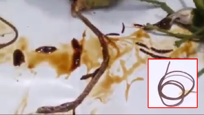 Thai Woman Cautions Public For Eating Fried Insects That May Contain Parasite - World Of Buzz 7