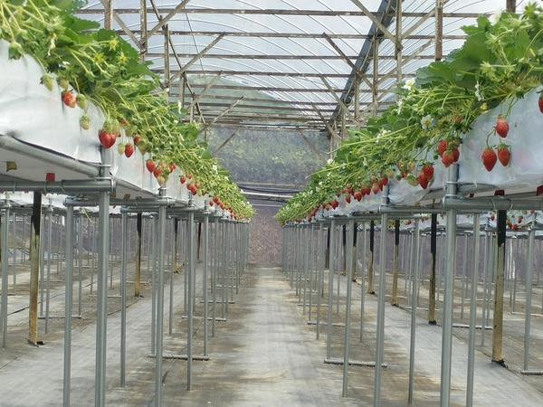 This Japanese Farmer Is Growing The Sweetest Strawberries In Cameron Highlands - World Of Buzz 1