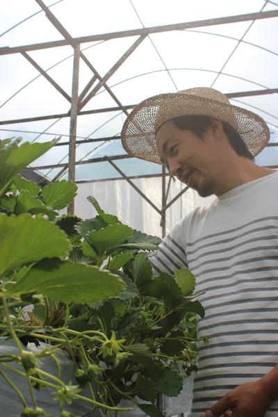This Japanese Farmer Is Growing The Sweetest Strawberries In Cameron Highlands - World Of Buzz