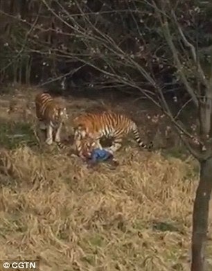 Chinese Man Horrifyingly Mauled to Death by Tiger in Zoo in Hour-Long Attack - World Of Buzz 1