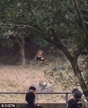 Chinese Man Horrifyingly Mauled to Death by Tiger in Zoo in Hour-Long Attack - World Of Buzz 2