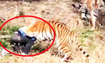 Chinese Man Horrifyingly Mauled To Death By Tiger In Zoo In Hour-Long Attack - World Of Buzz 3