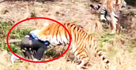 Chinese Man Horrifyingly Mauled To Death By Tiger In Zoo In Hour-Long Attack - World Of Buzz 3
