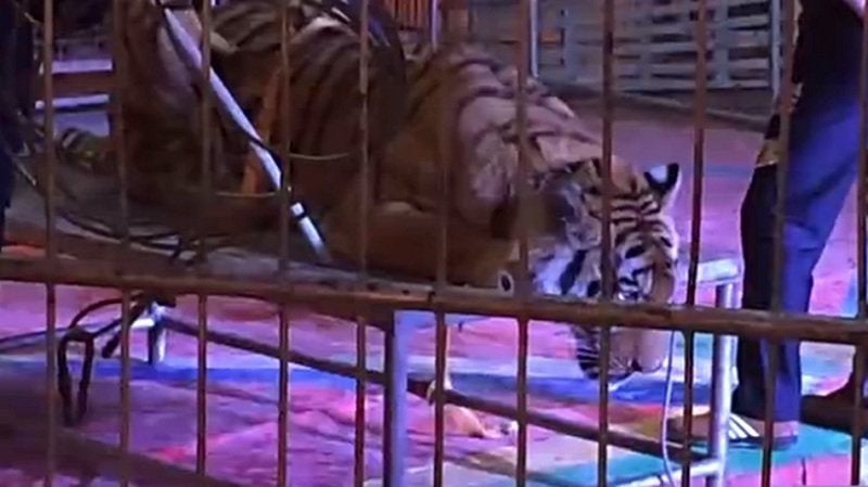 Circus Tiger Brutally Tied Down And Abused By Heartless Staff. - World Of Buzz 1