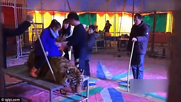 Circus Tiger brutally tied down and abused by heartless staff. - World Of Buzz 2