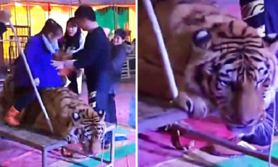 Circus Tiger Brutally Tied Down And Abused By Heartless Staff. - World Of Buzz 5